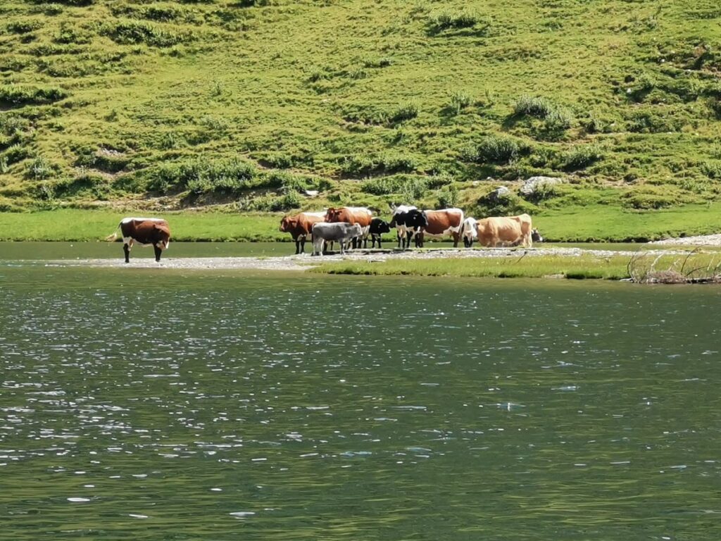 Almsommer am Tappenkarsee - die Kühe genießen die Zeit auf der Alm