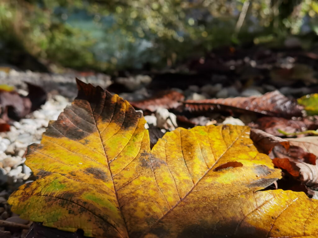 Herbstwandern - hier ist es richtig schön bunt!